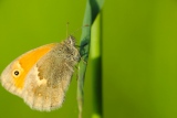 Makro