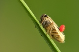 Makro