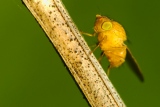 Makro