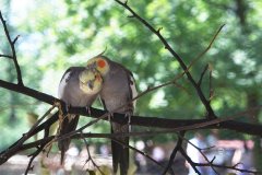 Chorzowskie ZOO